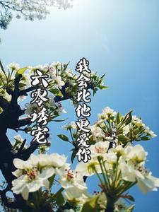 大佬请放过苏无忧